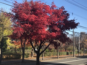 2018紅葉.jpg 2018紅葉.jpg