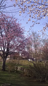 sakura.jpg sakura.jpg