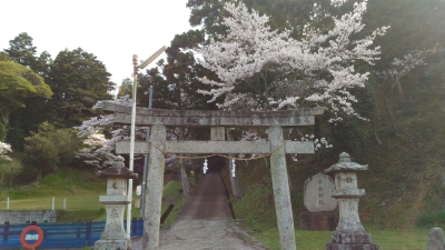 sakura1400.jpg sakura1400.jpg