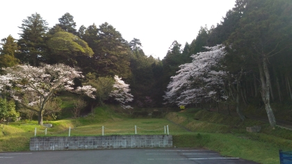 sakura2420.jpg sakura2420.jpg
