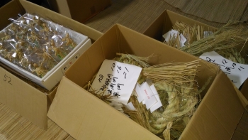 shimenawa1.jpg shimenawa1.jpg