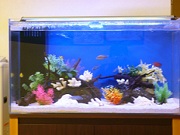 淡水魚ブログ用.jpg 淡水魚ブログ用.jpg