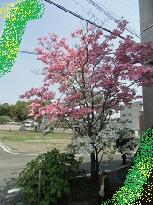 ハナミズキ１.jpg